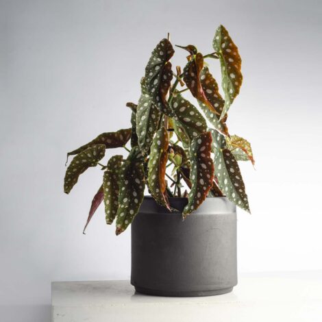 BLACK_3000_BEGONIA_W04